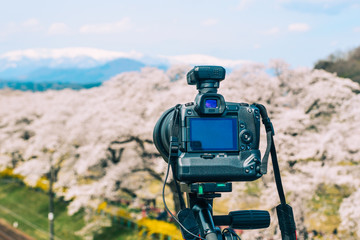 DSLR camera on the tripod with cherry blossom