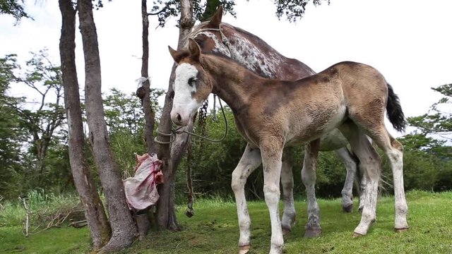 Horse mother and colt bonding in the backcountry of Patagonia