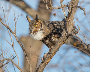 Great Horned Owl
