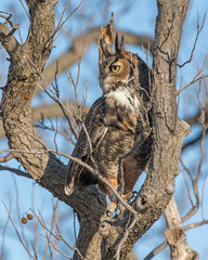 Great Horned Owl