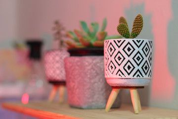 Cactus in vase