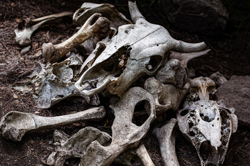Old skulls and bones of wild animals after sacrificing to idols and gods of wild tribes.