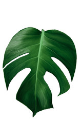 Top view of monstera leaf isolated philodendron on white background / copy space - top view © eakarat