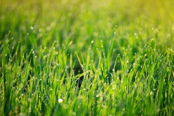 green grass with water drops