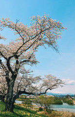 Obraz premium Cherry blossom at riverbank park of Shiroishi River