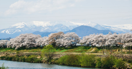 Cherry blossom at riverbank park of Shiroishi River