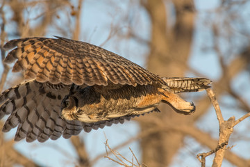 Great Horned Owl in flight
