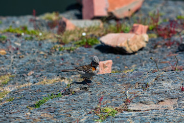 Wild Sparrow roaming around on rocks.
