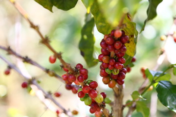 Coffee Cherry