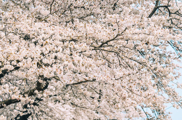 Cherry blossom at riverbank park of Shiroishi River