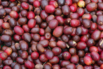 Coffee berries shown drying outdoors in Boquete, western Panama.