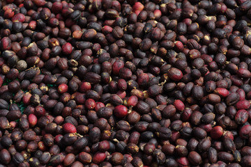 Coffee berries shown drying outdoors in Boquete, western Panama.