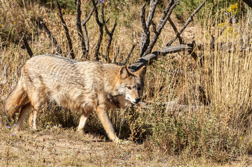 Coyote Canis latrans