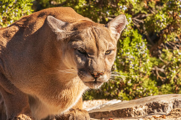Mountain Lion Puma concolor 