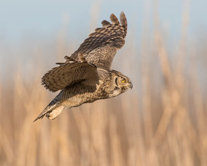 Great Horned Owl in flight