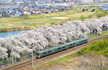 Tohoku train with full bloom of sakura