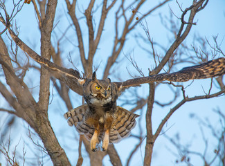 Great Horned Owl in flight