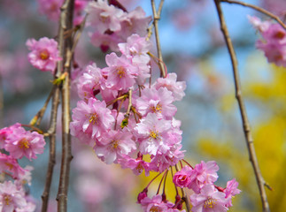 Cherry blossom at riverbank park of Shiroishi River