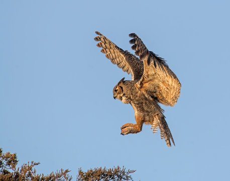Great Horned Owl in flight