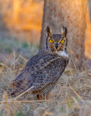 Great Horned Owl
