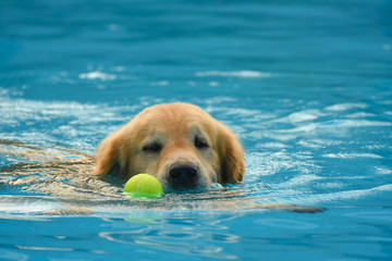 Golden Retriever Dog Exercise in Swimming Pool