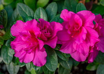 Display of Azaleas