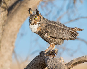 Obraz premium Great Horned Owl