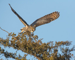 Great Horned Owl in flight