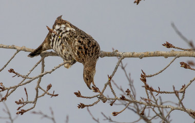 ruffed grouse in tree top eating seeds