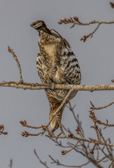 ruffed grouse in tree top eating seeds