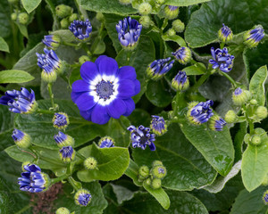 Blue Cineraria