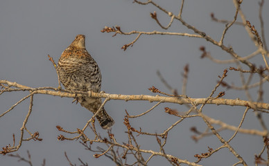 ruffed grouse in tree top eating seeds