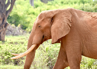 Close up of an elephant bull covered with the red dust of  Tsavo National Park in Kenya.  Copy...