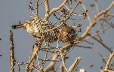 ruffed grouse in tree top eating seeds