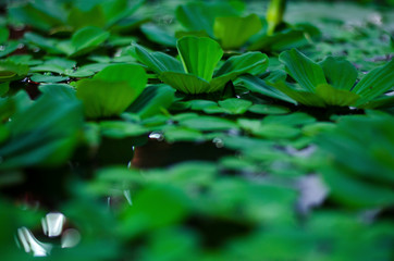 green plant on water, dug on water
