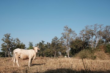 horse in field