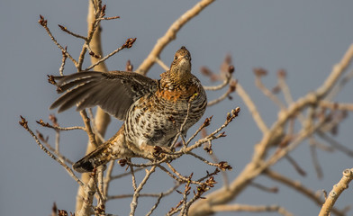 ruffed grouse in tree top eating seeds