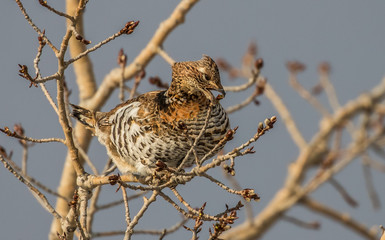 ruffed grouse in tree top eating seeds
