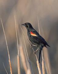 Red-winged Blackbird ina marsh