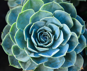 Succulent plants at botanic garden