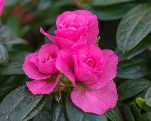 Fototapeta premium Display of Azaleas