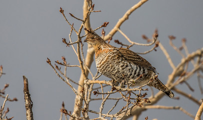 ruffed grouse in tree top eating seeds