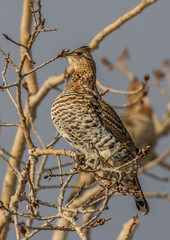 ruffed grouse in tree top eating seeds