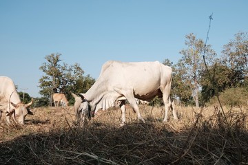 White cows are eating grass in the fields after harvest