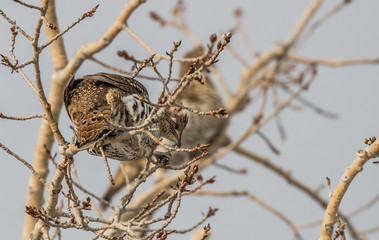 ruffed grouse in tree top eating seeds