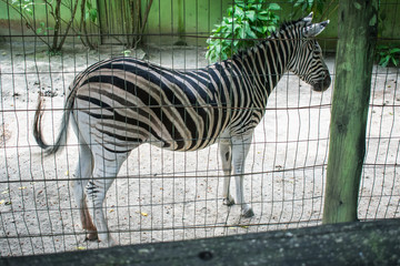 zebra in zoo fence © Anderson