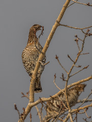 ruffed grouse in tree top eating seeds