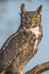 Great Horned Owl