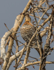 ruffed grouse in tree top eating seeds