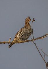 ruffed grouse in tree top eating seeds